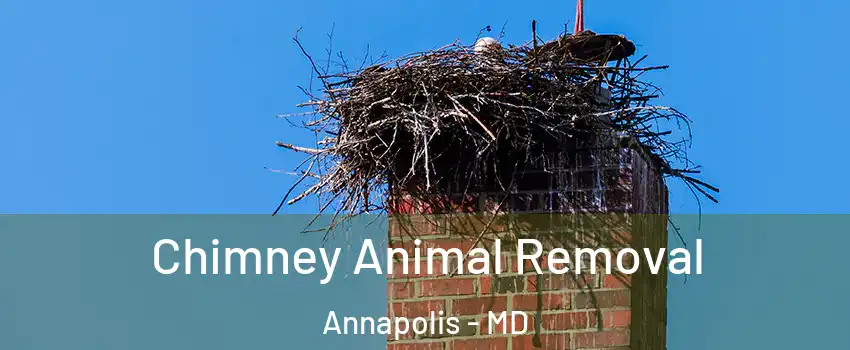 Chimney Animal Removal Annapolis - MD