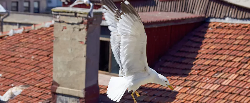 Residential Chimney Animal Removal Solution in Annapolis, MD