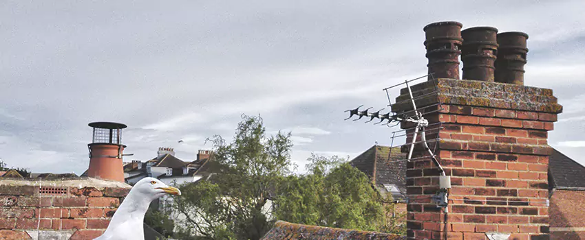 Chimney Cleaning And Restoration in Annapolis, Maryland